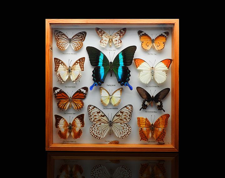 Muzeum Motyli